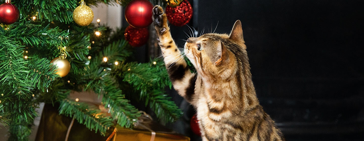 Natale sicuro per i gatti: consigli e precauzioni utili | Purina